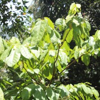 Sterculia zeylanica Kosterm.